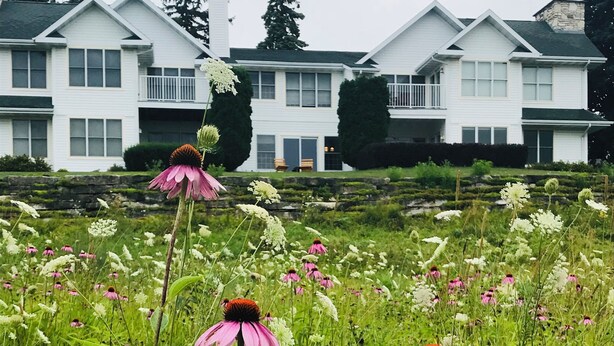 A field of pink and white flowers in front of a row of white houses with a stone chimney.