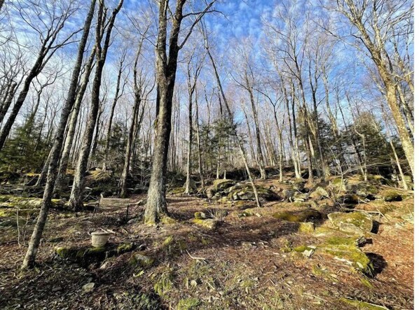 A forested area with tall trees and rocky terrain.