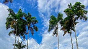 Une piscine entourée de grands palmiers, sous un ciel bleu et dégagé.