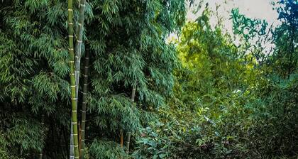 Tree House Finca La Floresta Verde