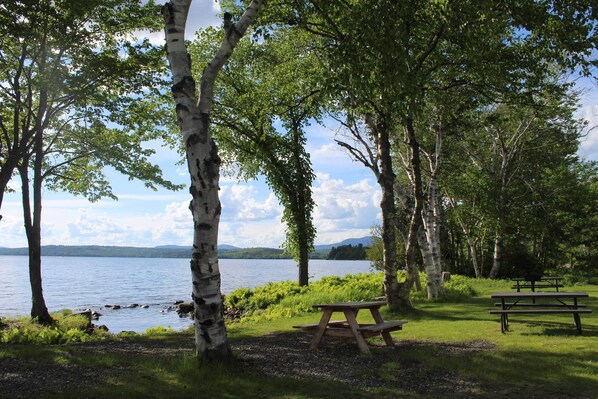 Picnicområde ved søen med birketræer og picnicborde.