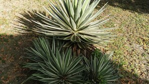 A plant with long, pointed leaves in a garden setting.