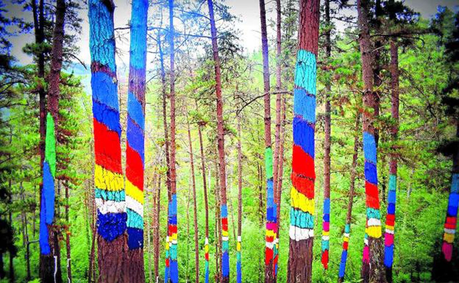 Une forêt où les arbres sont peints de larges bandes horizontales de différentes couleurs.