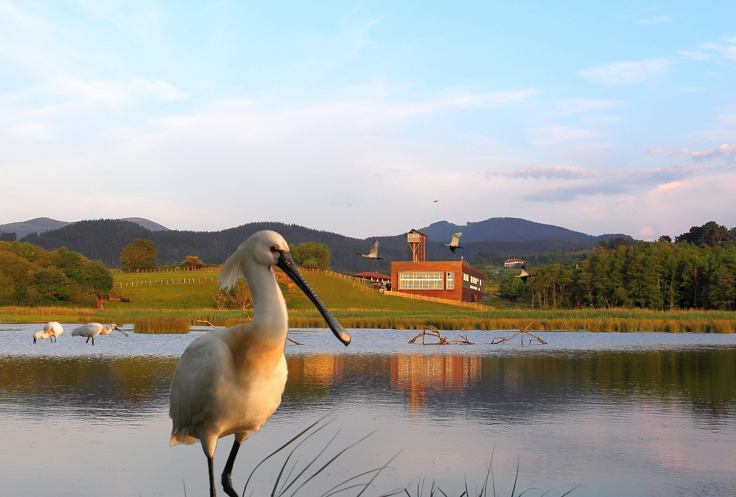 A white bird standing by a calm lake with a building in the background.