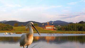 A white bird standing by a calm lake with a building in the background.