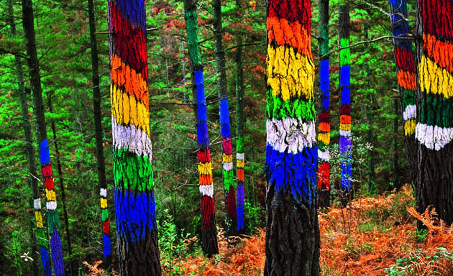 Un bosque con árboles pintados en varios colores.