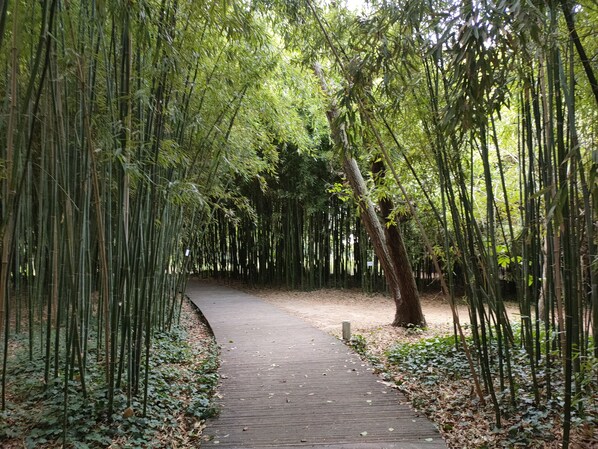 A wooden pathway through a bamboo forest.