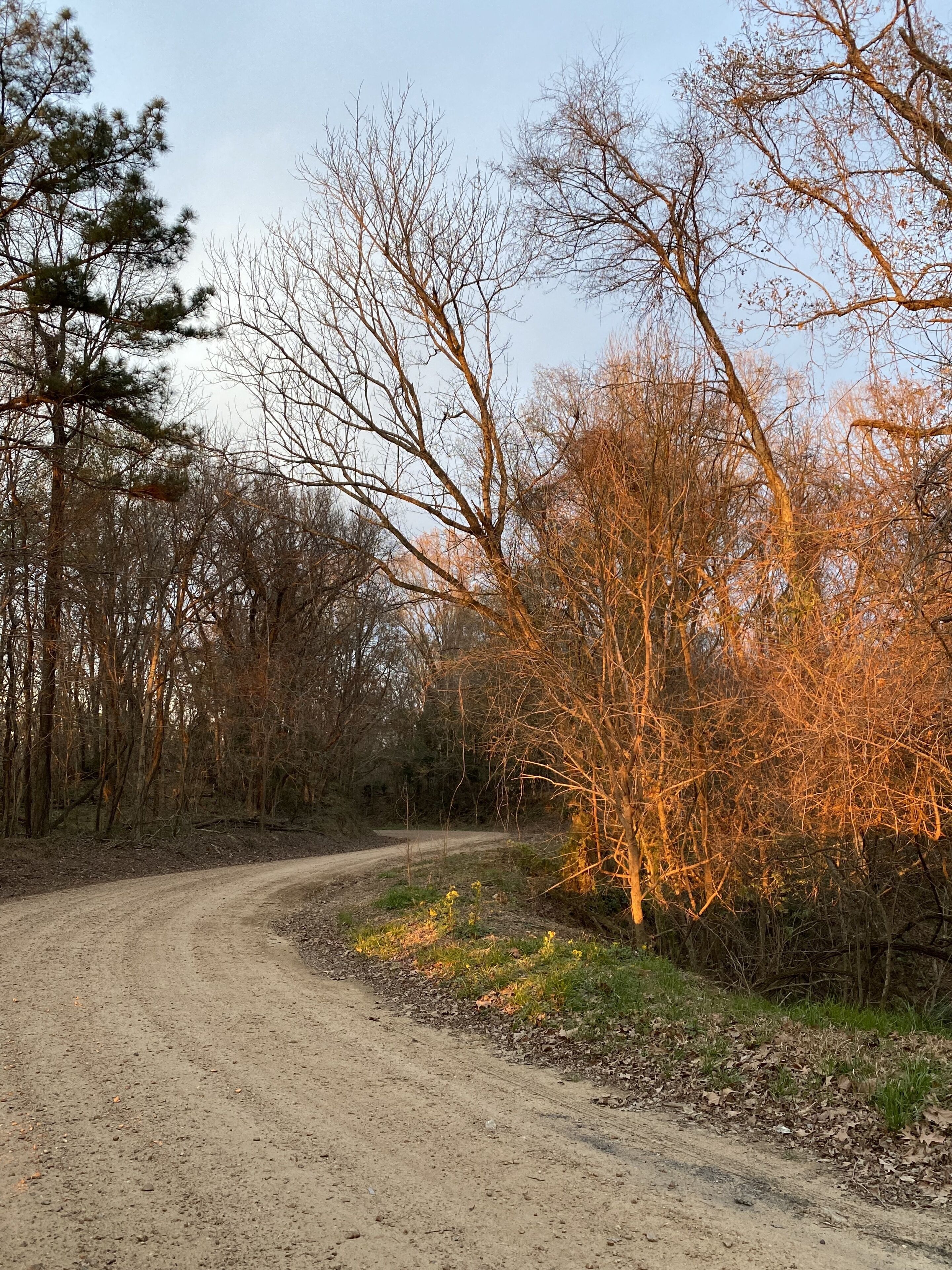 A dirt road winding through a forest with leafless trees and a clear sky.