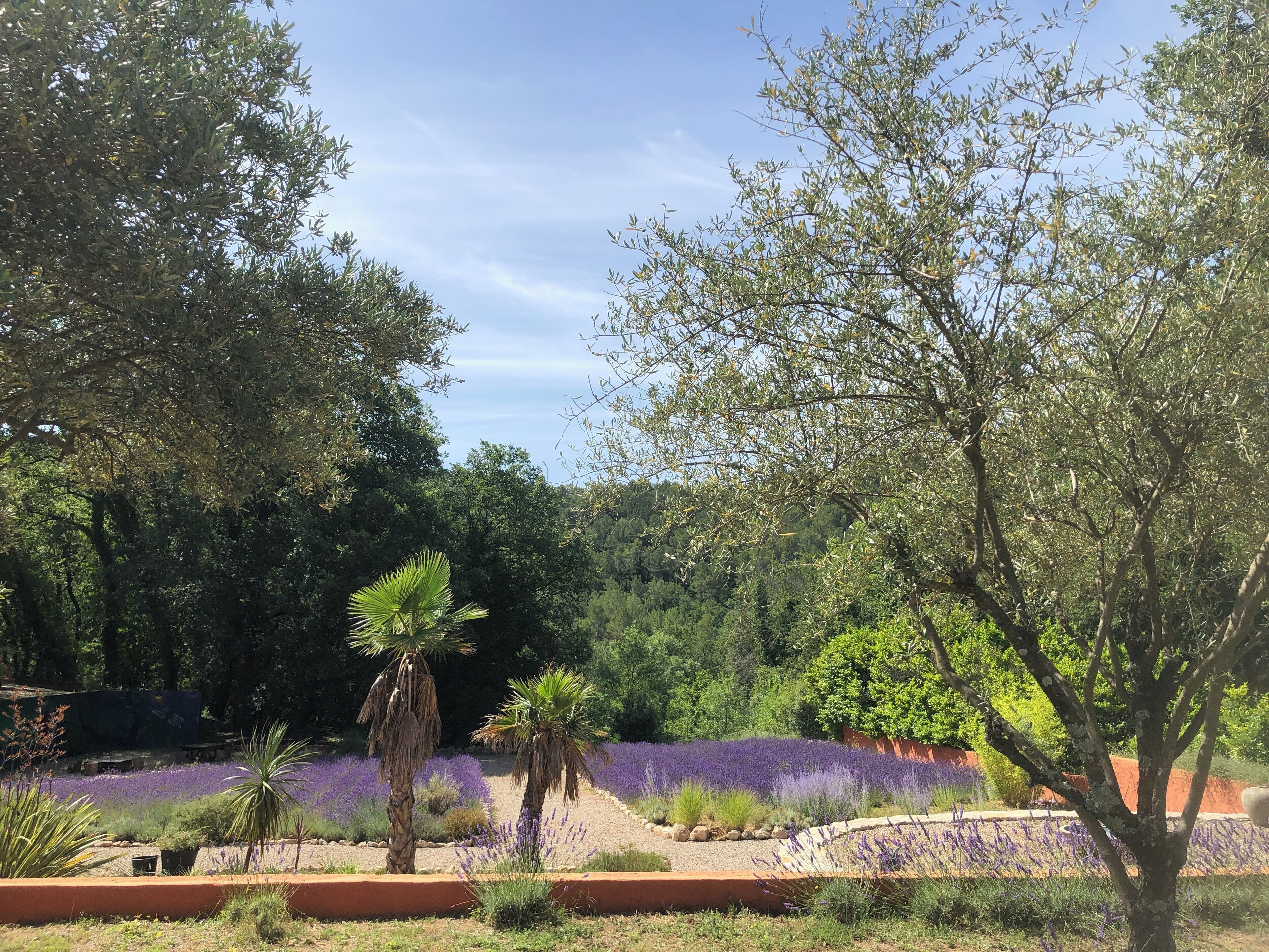 A garden with lavender fields, palm trees, and a variety of other greenery.