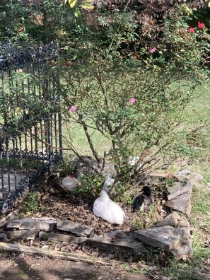 Àrea exterior de l'allotjament