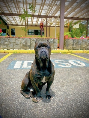 Servicios para mascotas