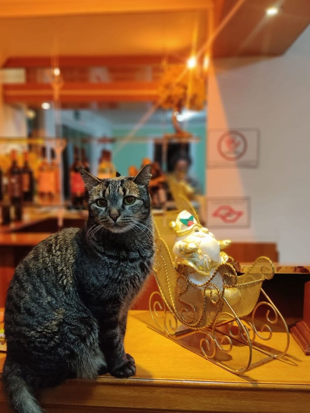 A cat sitting on a wooden surface with a decorative golden sleigh and a small figurine in the background.