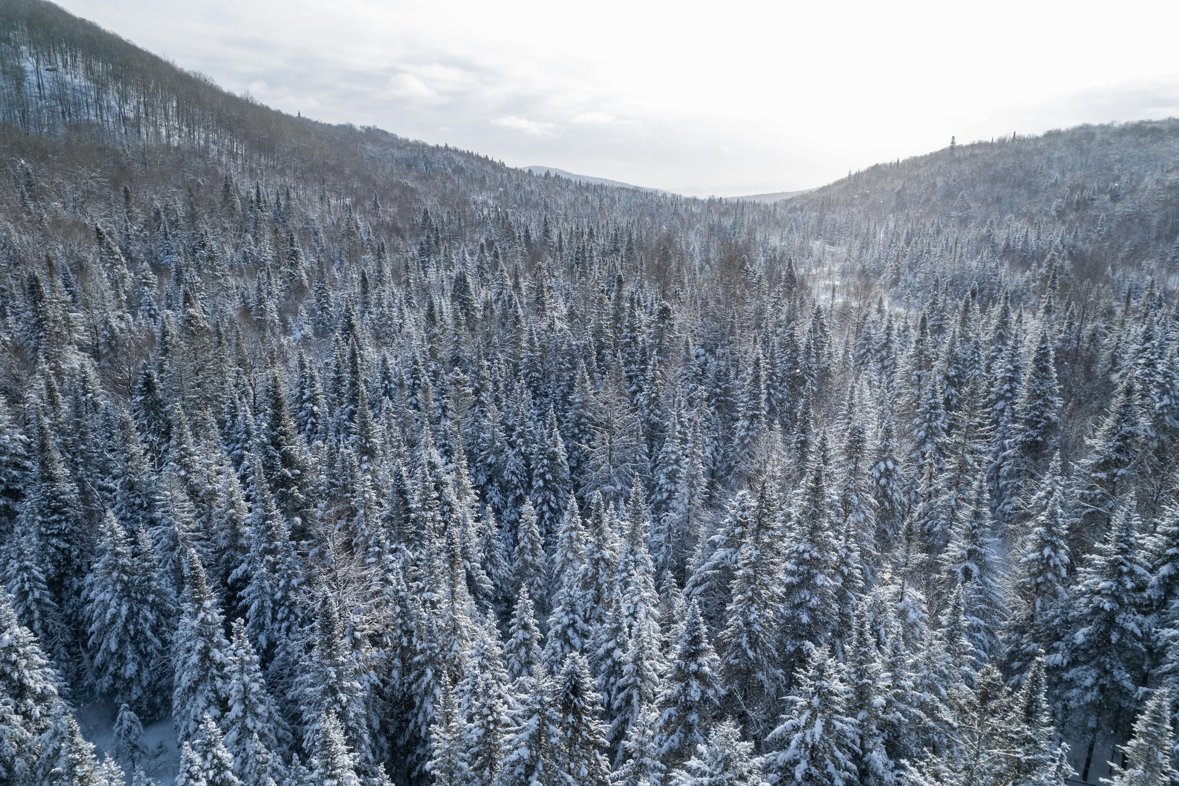 Ein dichter Wald mit schneebedeckten Bäumen vor einer Bergkulisse.