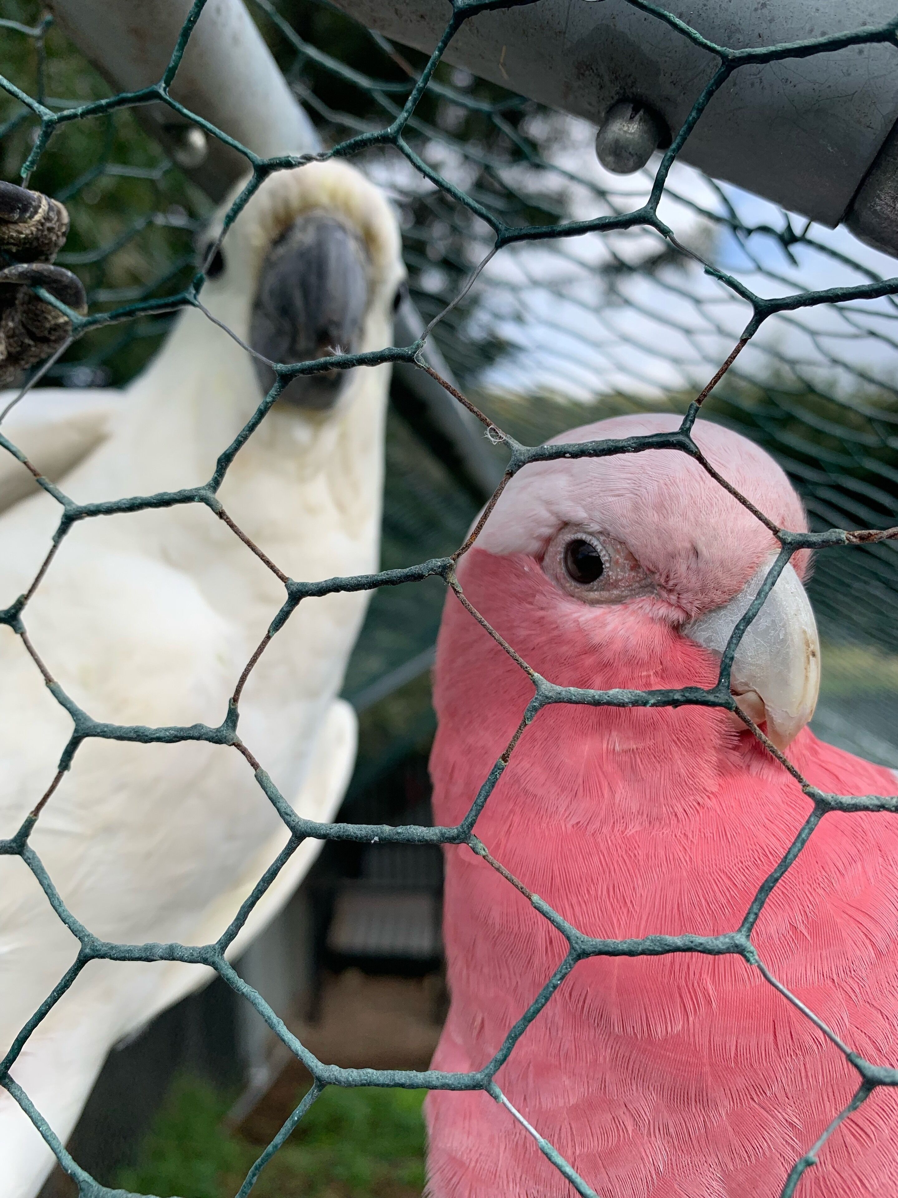 Un gros plan d’un oiseau rose derrière un grillage métallique, avec un oiseau blanc partiellement visible à l’arrière-plan.
