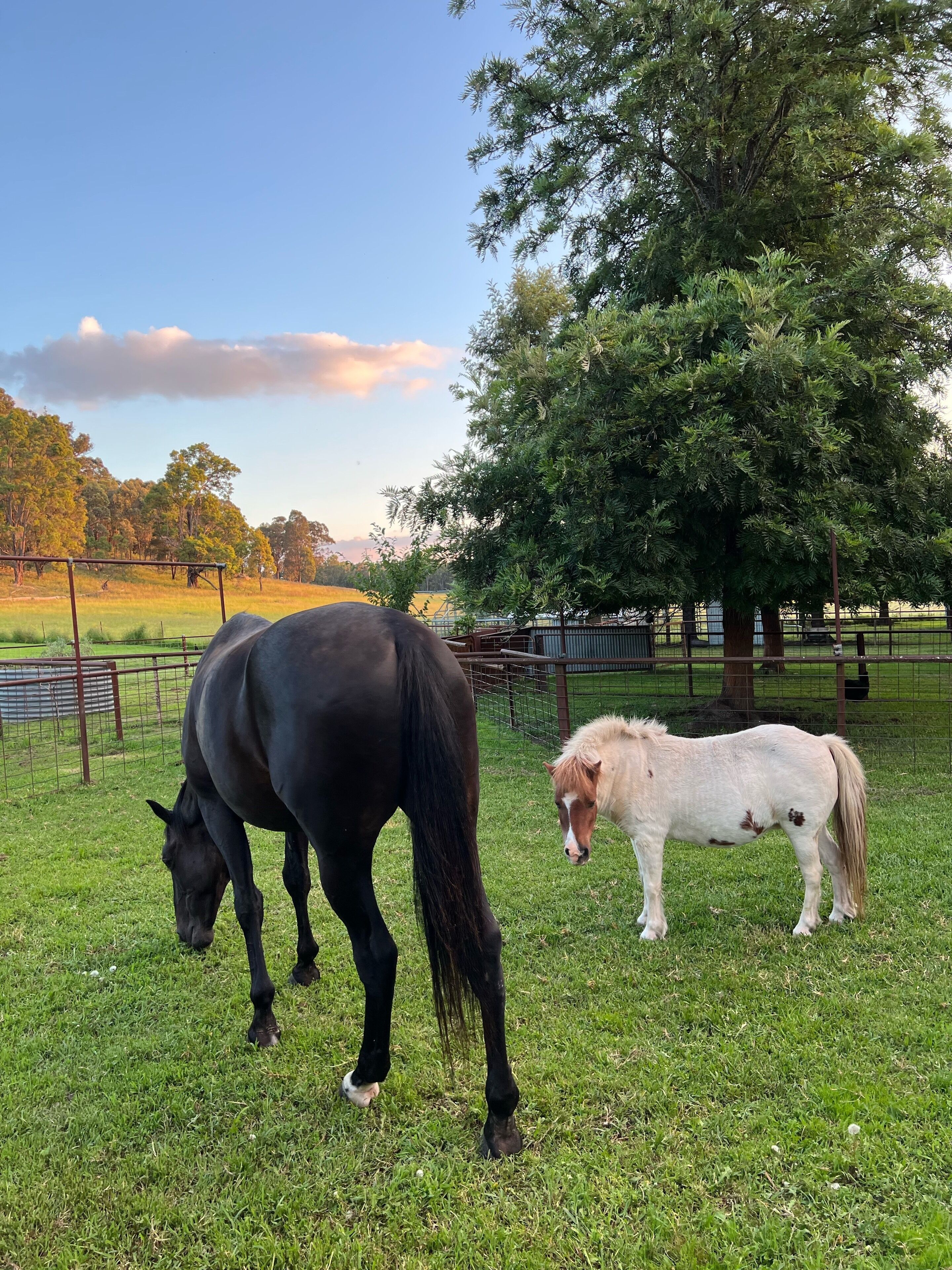 Un espacio al aire libre cercado con dos caballos pastando.
