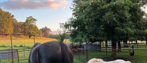 Un espacio al aire libre cercado con dos caballos pastando.
