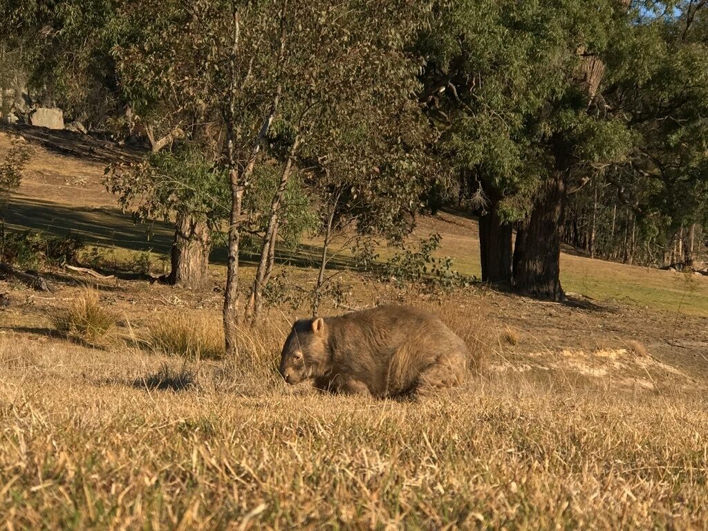 A bear resting in a grassy area with trees and a hill in the background.