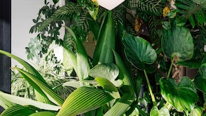 A logo with a crown and heart on a glass window, surrounded by green plants.