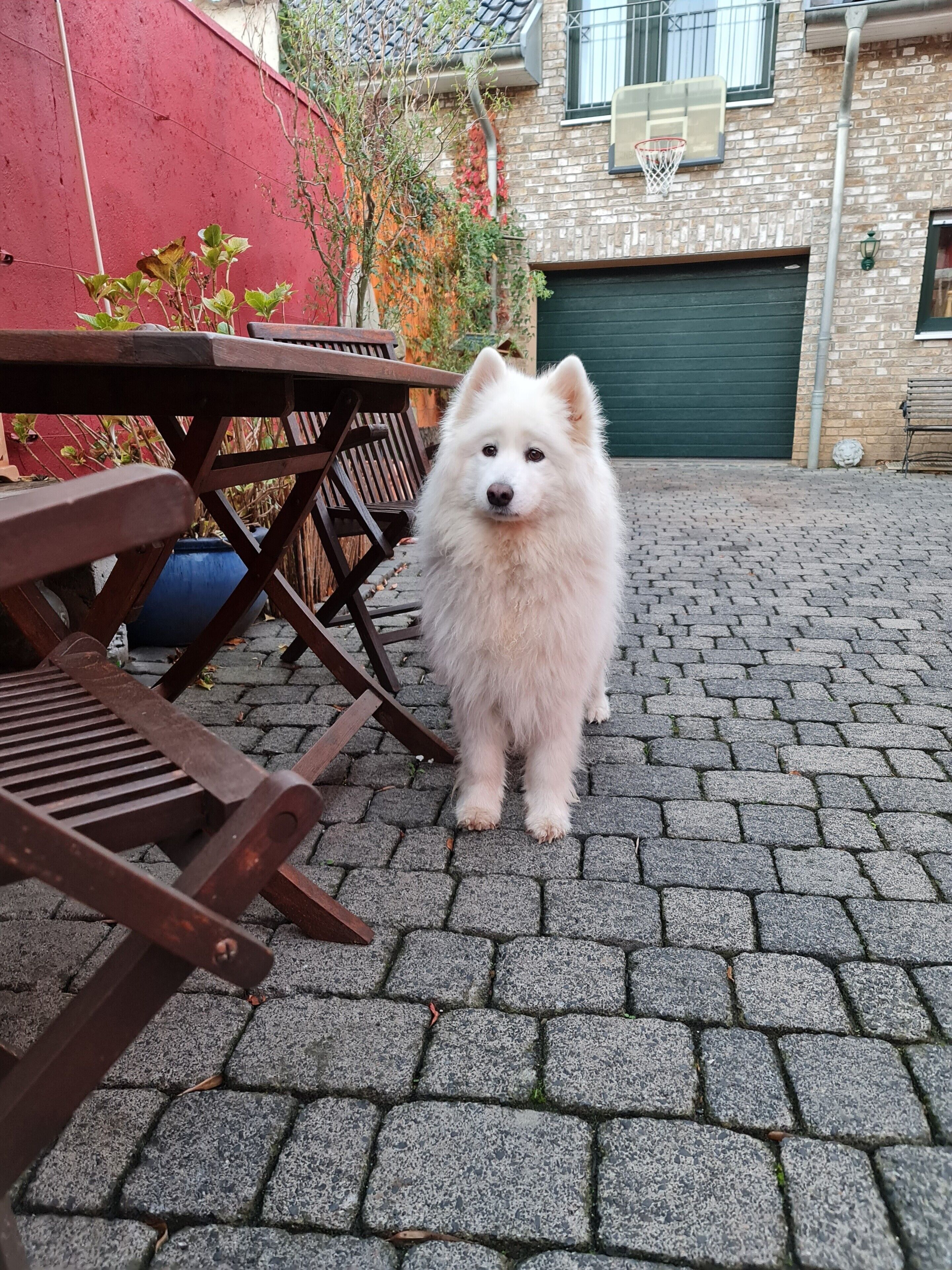 A dog standing on a paved patio with a wooden table and chairs.