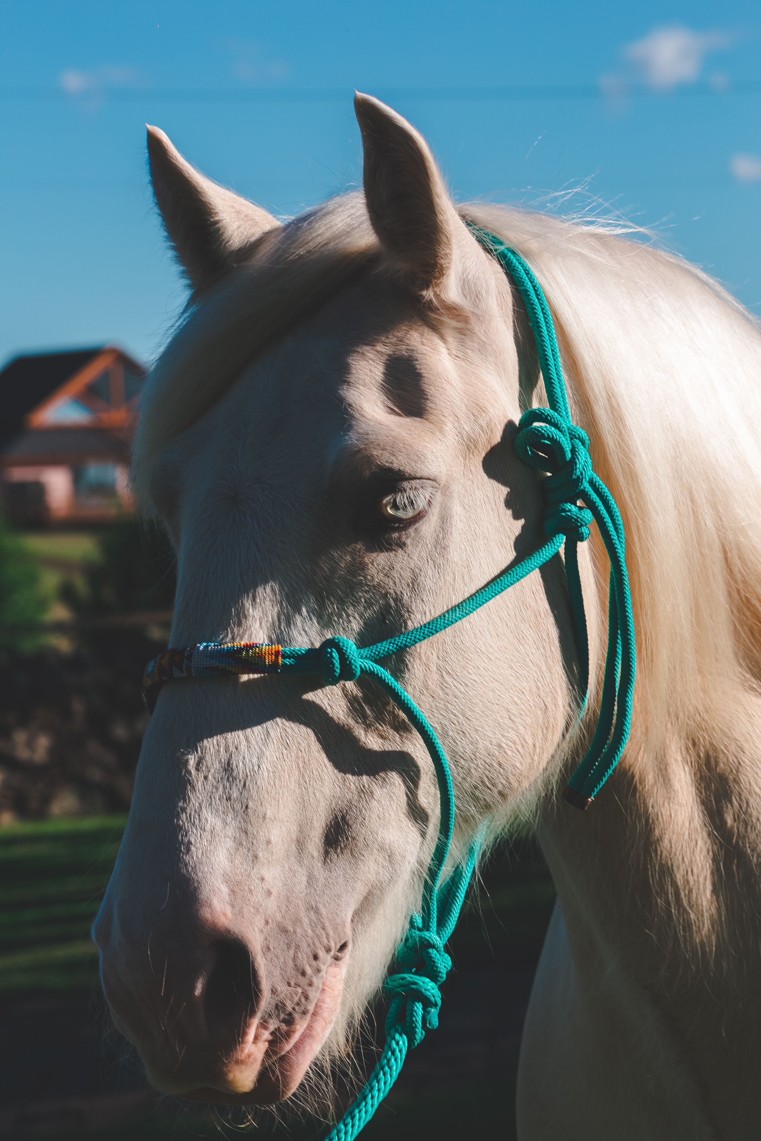A close-up of a horse's head with a green halter.