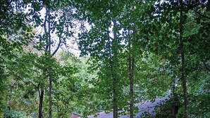 Une cabane en bois dotée d’un porche, entourée d’arbres et recouverte de feuilles mortes.