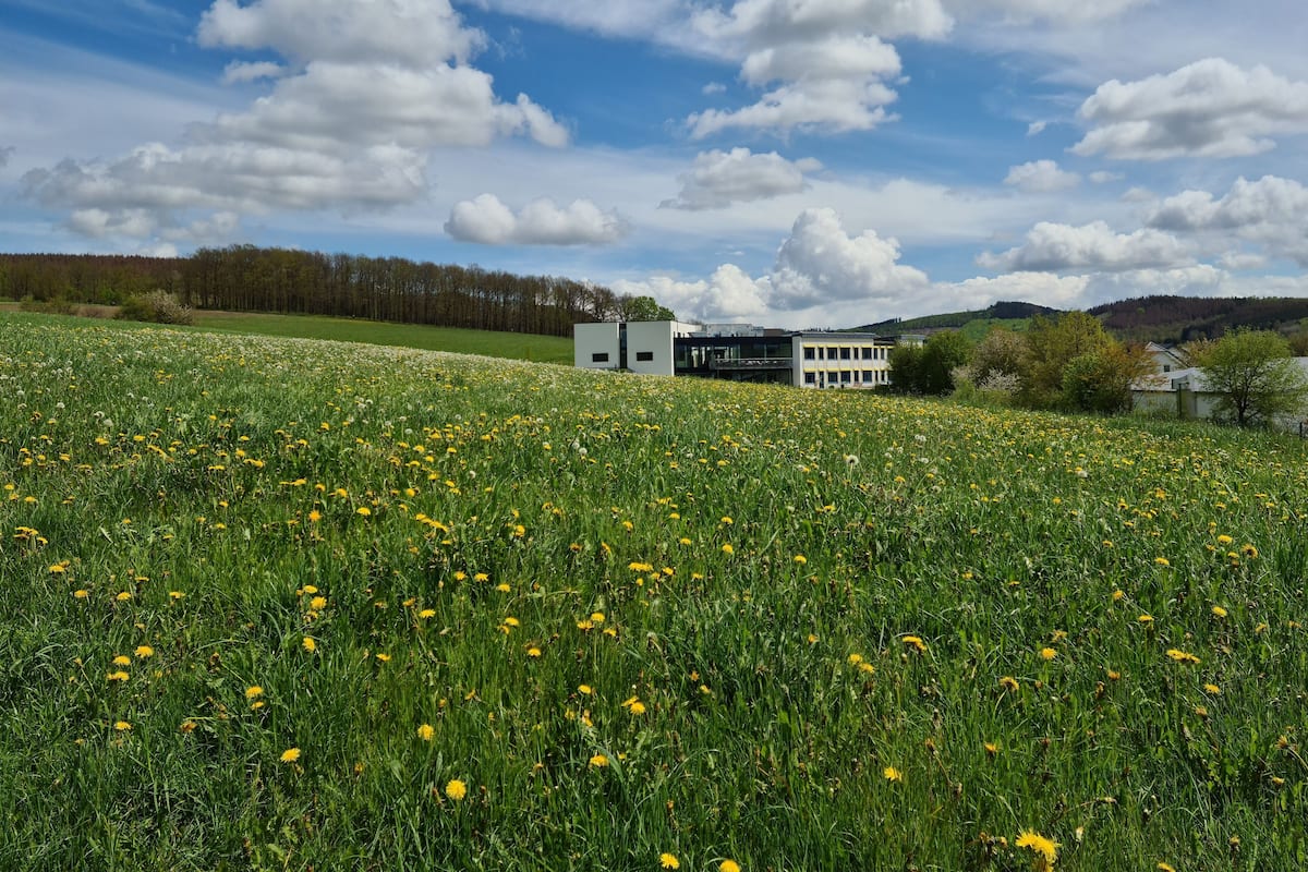 A field of yellow flowers with a modern building in the background.