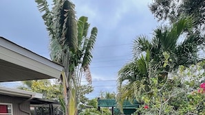 A garden with a variety of plants, including a banana tree and bougainvillea flowers, with stepping stones and a covered area.