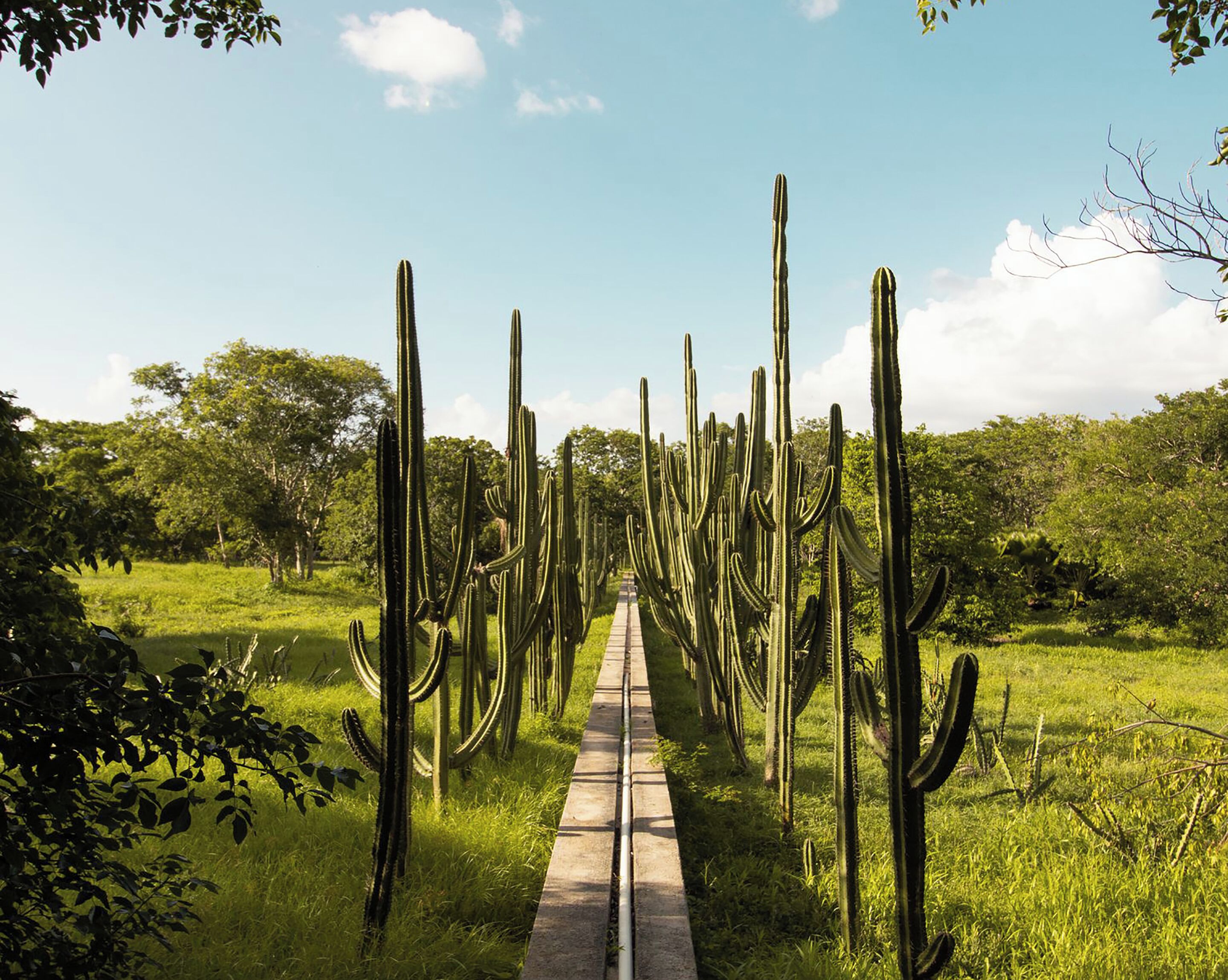 A pathway lined with tall cacti in a lush green landscape.