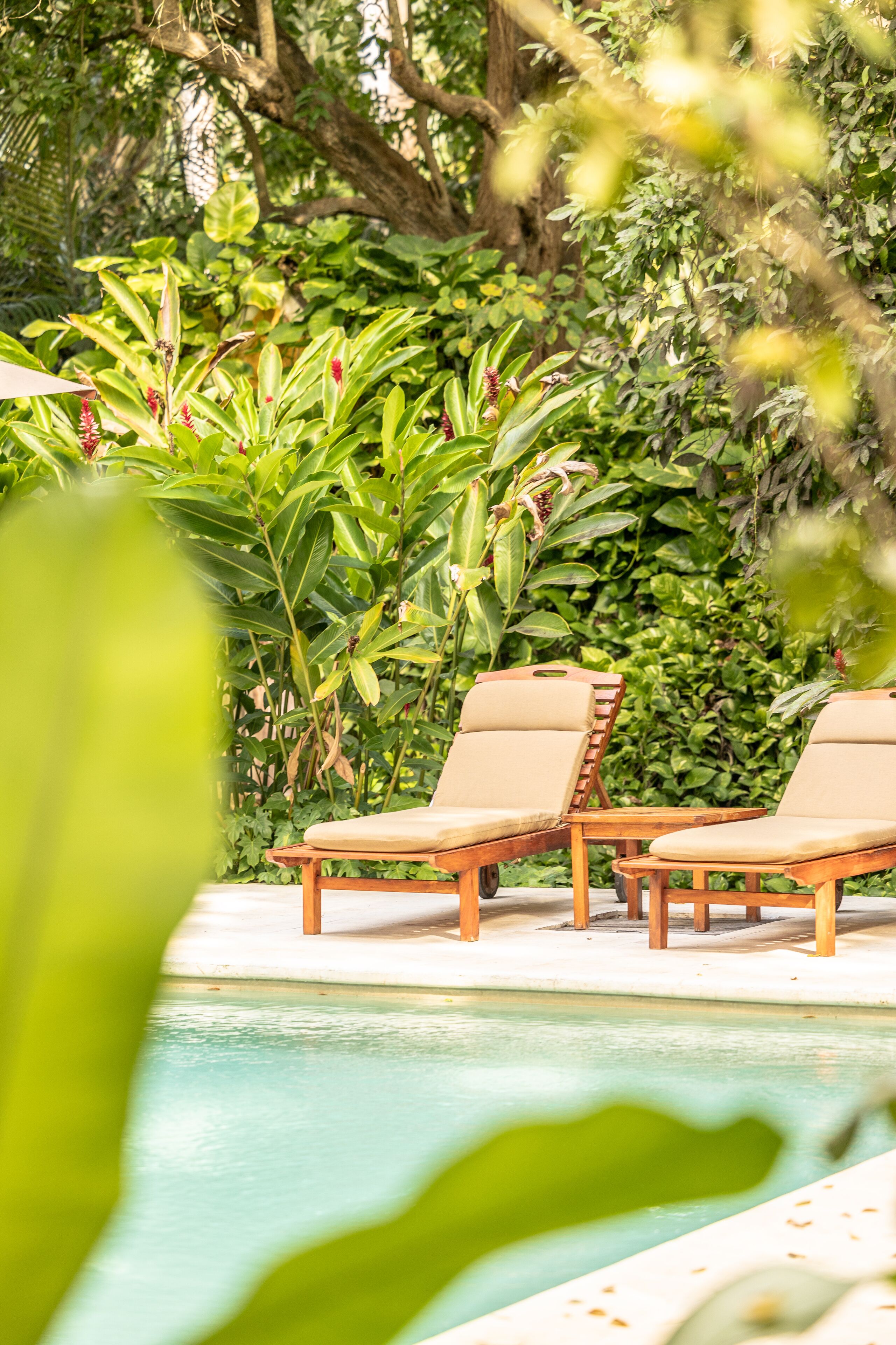 Uma área de piscina com duas espreguiçadeiras de madeira e um exuberante fundo de folhagem verde.