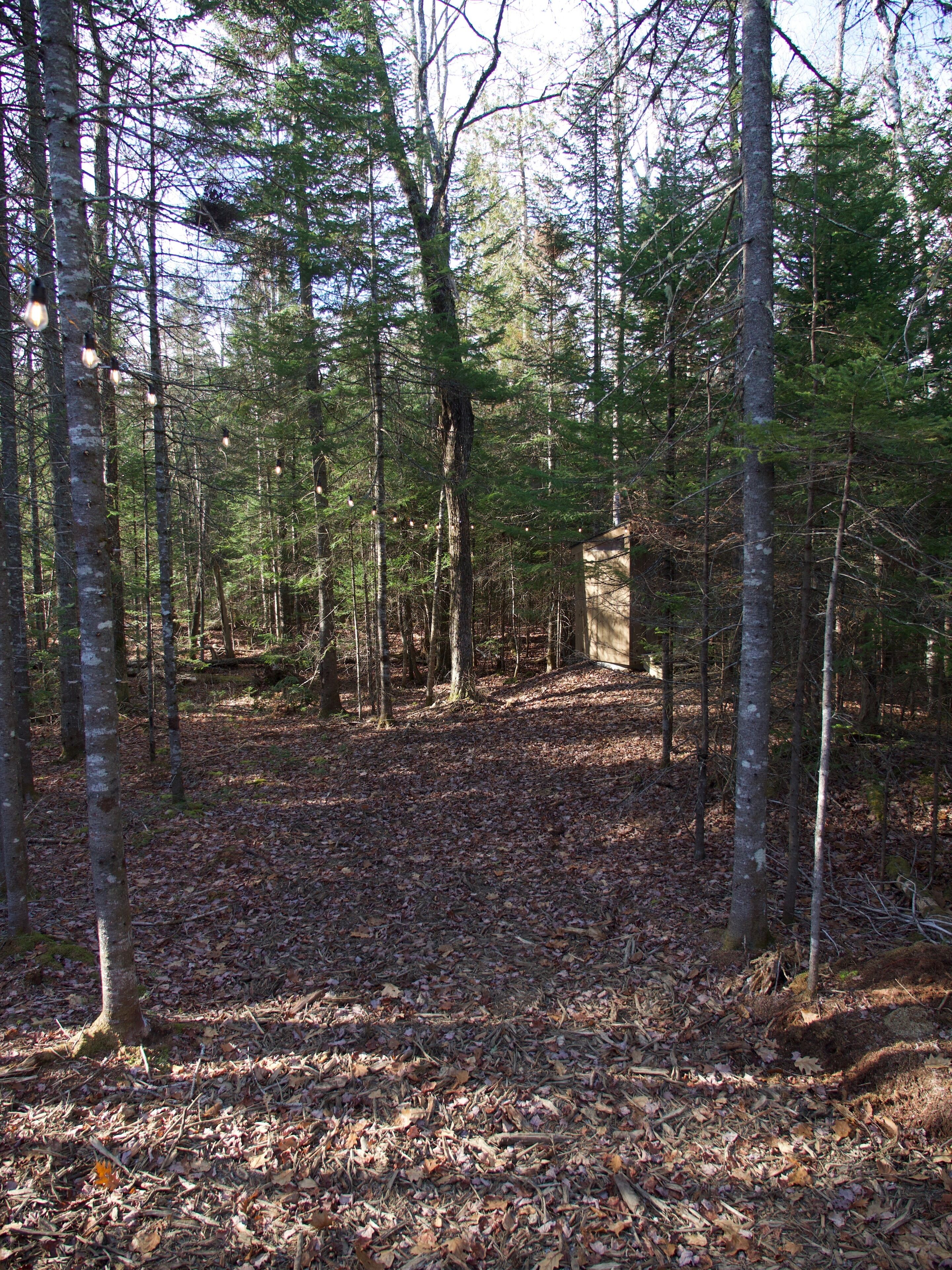 A forested area with tall trees and a stone structure in the distance.