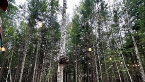 A forested area with a wooden deck and three red Adirondack chairs. - The Sunday River Glamping Yurt in Western Maine (Bethel)