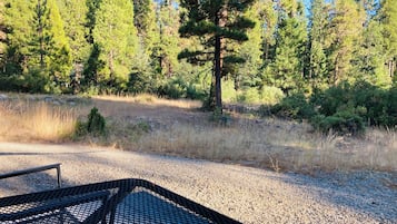 A gravel path leading to a metal table with a metal railing, surrounded by a forest of tall evergreen trees.