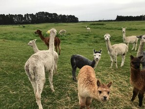 A group of alpacas in a grassy field.