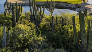 A coastal landscape with a golf course, cacti, and a view of the ocean.