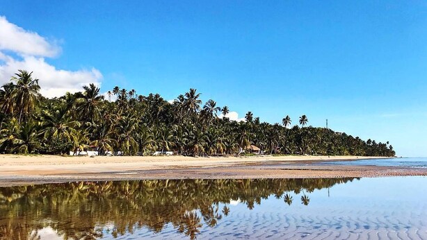 A beach with palm trees and a clear sky.