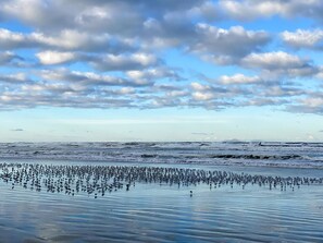 Beach nearby - Cozy Chalet in Ocean Shores located within steps from the beach (Ocean Shores)