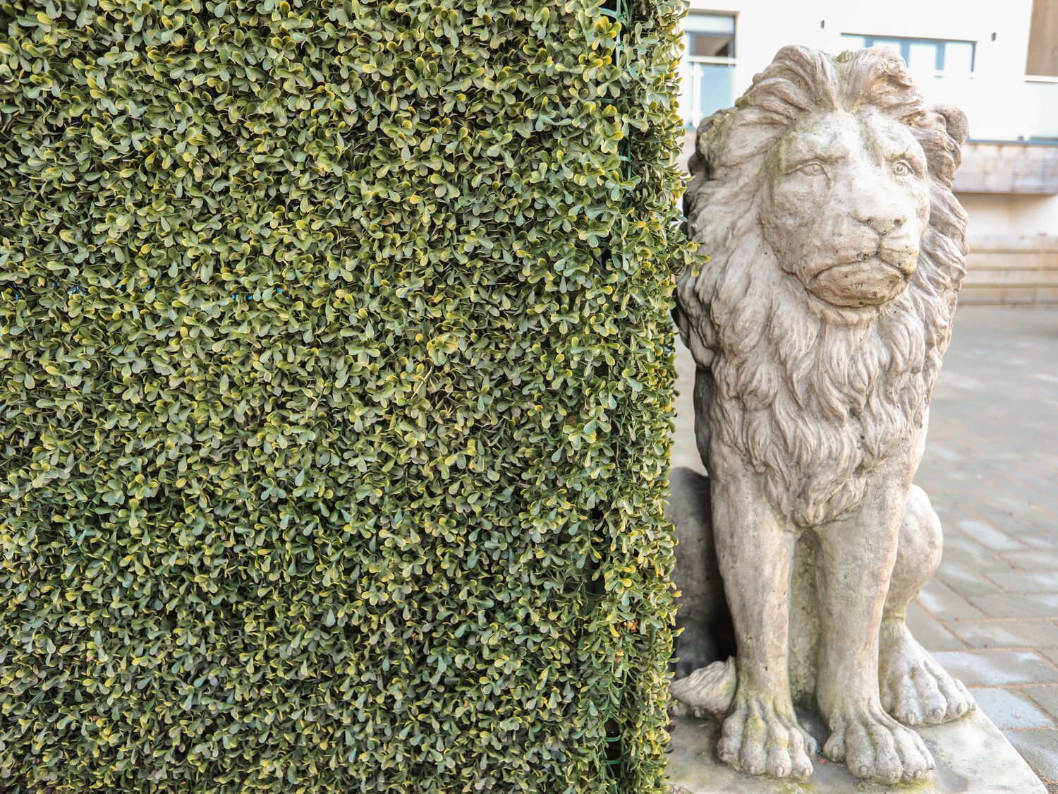Una estatua de león de piedra al lado de un seto bien cuidado.