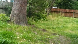 En gräsklädd gård med ett stort träd och ett staket av trä.