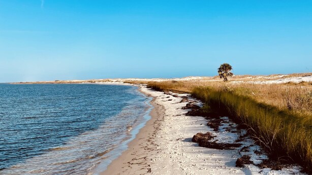 Une plage avec un ciel dégagé et un seul arbre sur le sable.