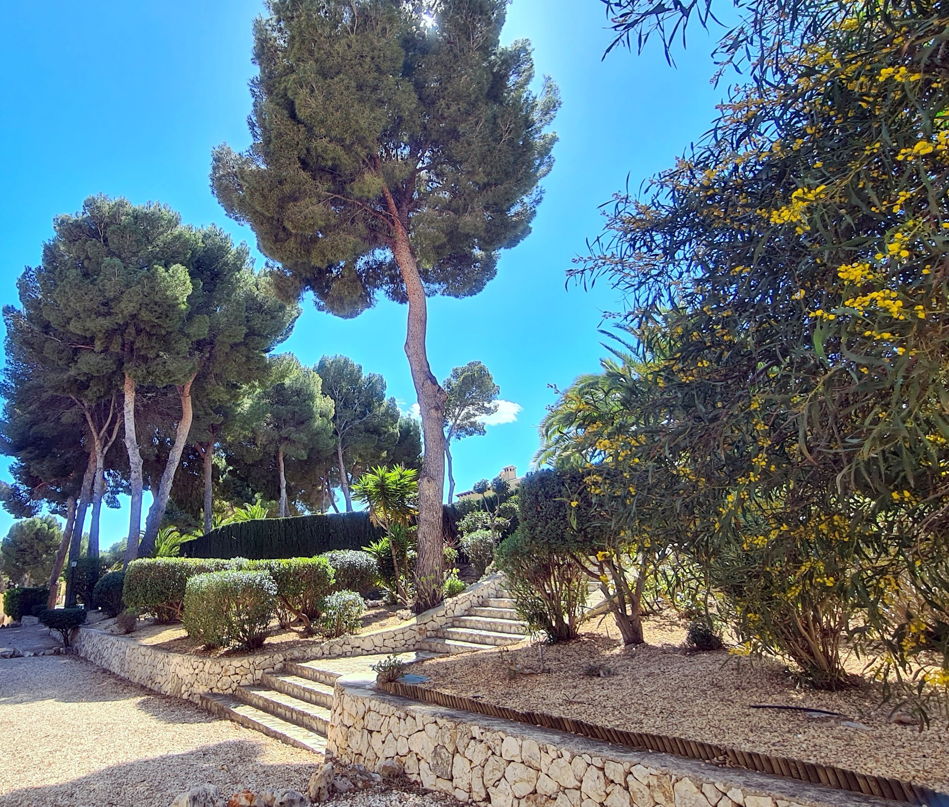 Un chemin de pierre menant à un escalier bordé d’arbres et d’arbustes.