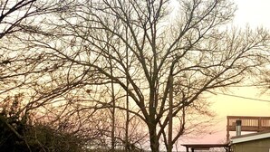 A residential area with a large tree, a wooden deck, and a building with a garage. - Charming cozy lake cabin, 300 yds from Lake Texoma beach, fishing, boat ramp! (Pottsboro)