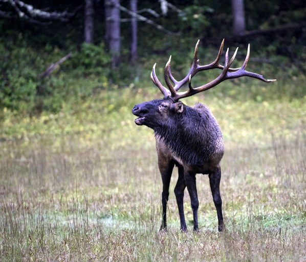 A stag in a grassy field with trees in the background. - Wonderland Cove by Jackson Mountain Rentals (Dandridge)