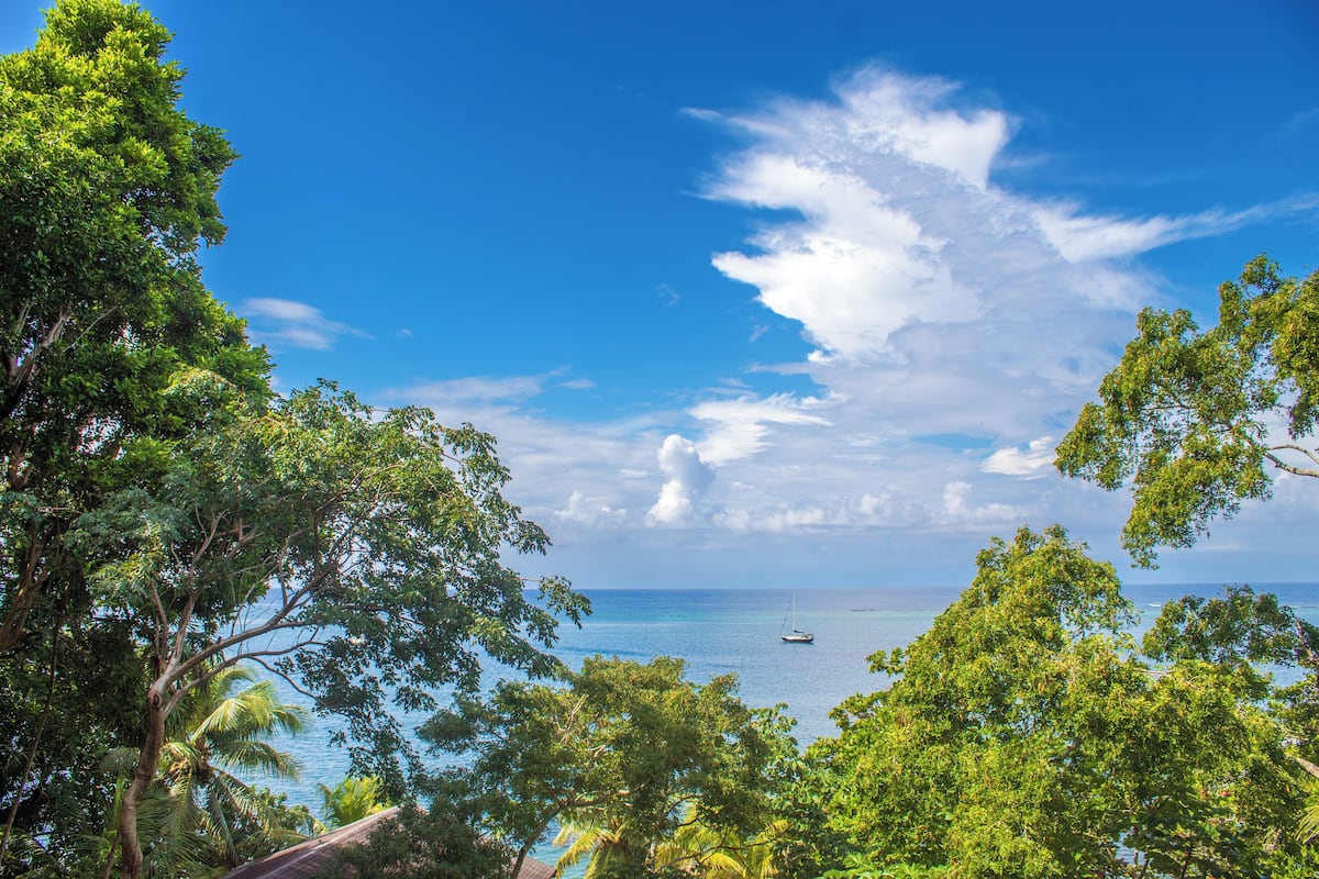 Un paisaje tropical con densa vegetación verde y un cielo azul despejado.