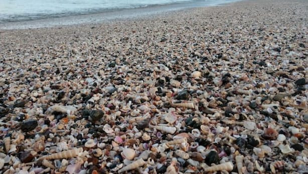Een kiezelstrand met uitzicht op de oceaan en heuvels in de verte.