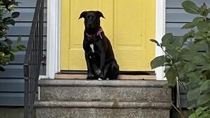 Un chien noir est assis sur un escalier en pierre devant une porte jaune, avec un drapeau rouge et blanc à rayures.