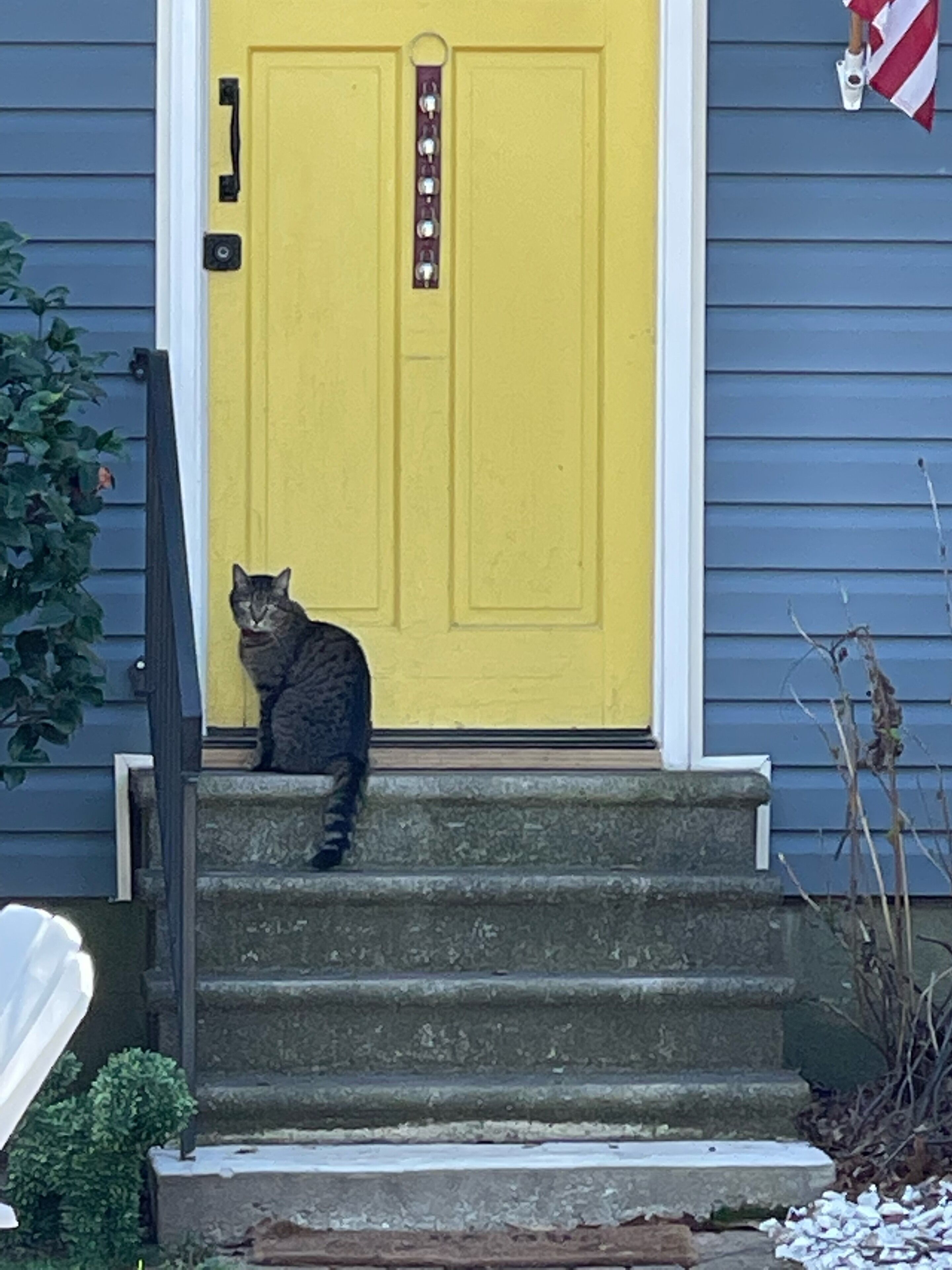A cat sitting on the steps in front of a yellow door.