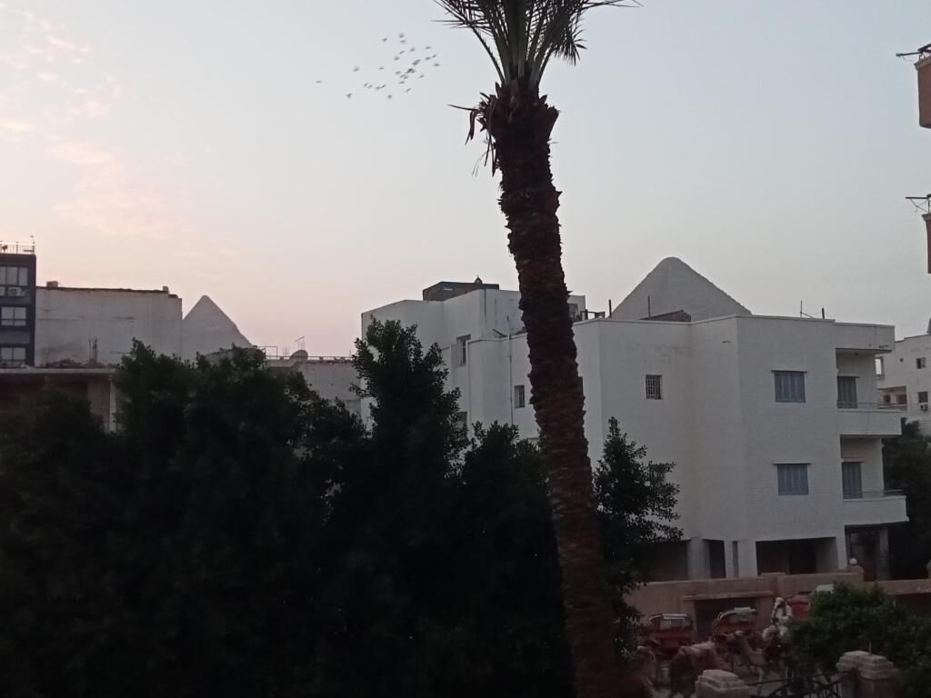 A residential area with modern buildings, a prominent palm tree, and a pyramid-shaped structure in the background.