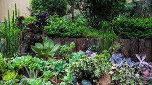 A variety of succulents and plants in a garden setting. - Xile'er Hotel (Emeishan City)