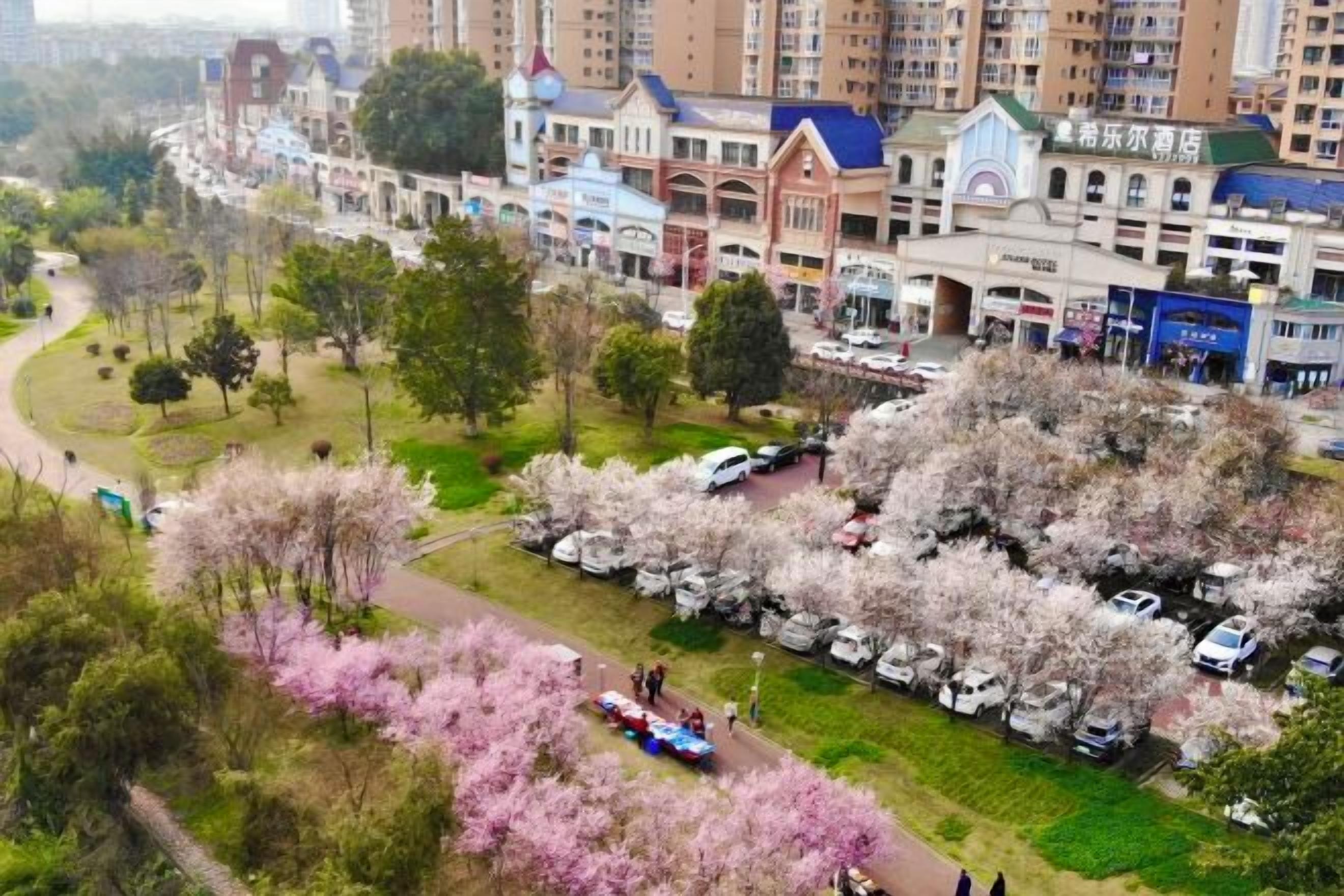 Un quartiere residenziale con un parco, alberi di ciliegio e una fila di auto parcheggiate.