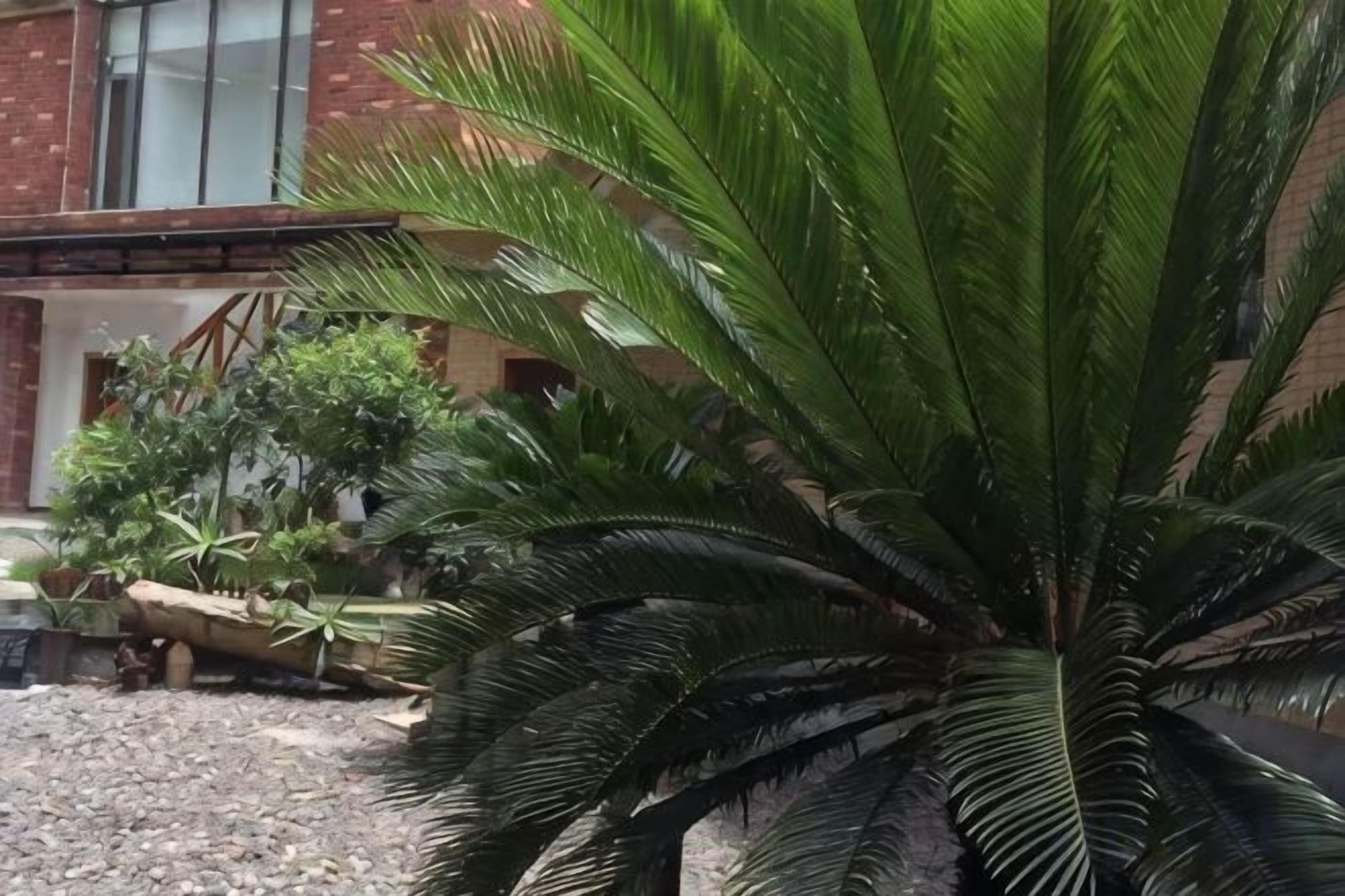 A large palm tree in a courtyard with a building in the background.